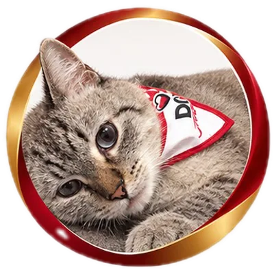 Gato doador tigrado cinza deitado, usando bandana Pet Doador